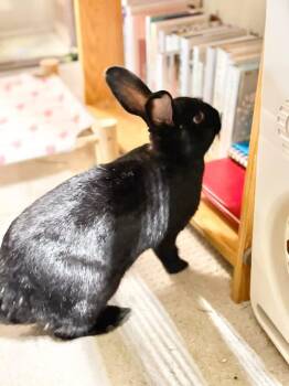 New Zealand Rabbits Available for Adoption in Saint Charles, Missouri - Moss Man  | PetCurious