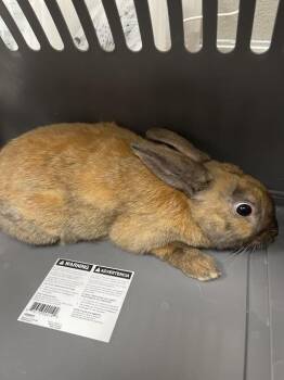 Bunny Rabbit Rabbits Available for Adoption in Las Vegas, Nevada - SCOUT | PetCurious