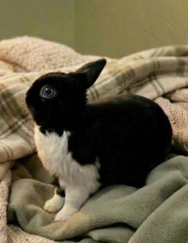 Lihn -  Rex Rabbit for Adoption in Lakeville, Minnesota - Lihn | PetCurious