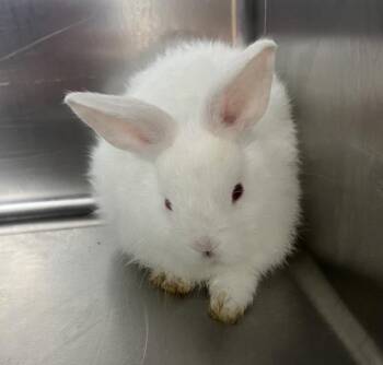 Peppermint Patty -  Dwarf Rabbit for Adoption in Sioux City, Iowa - Peppermint Patty | PetCurious