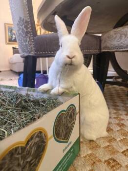 Blizzard -  Bunny Rabbit Rabbit for Adoption in New York, New York - Blizzard | PetCurious