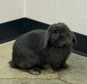 Tack -  Holland Lop Rabbit for Adoption in Greenfield, Indiana - Tack | PetCurious