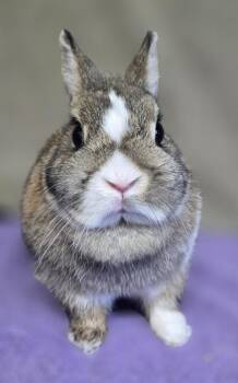 Cookie -  Netherland Dwarf Rabbit for Adoption in Salinas, California - Cookie | PetCurious