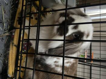 Rescue French Lop Rabbits for Adoption in Columbia, Maryland - Pumpkin* | PetCurious