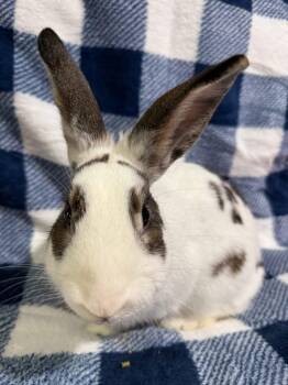 Rescue Netherland Dwarf Rabbits for Adoption in Saint Charles, Missouri - King Tut | PetCurious