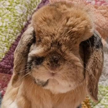 Holland Lop Rabbits Available for Adoption in Plumsted, New Jersey - Ludo | PetCurious