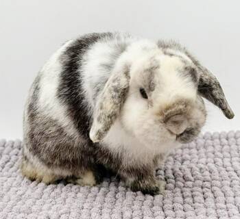 Mini Lop Rabbits Available for Adoption in Bedford Hills, New York - Baxter Is A Bubbly Baby Bunny Beauty!  TEENY TINY MINI LOP - NEU | PetCurious