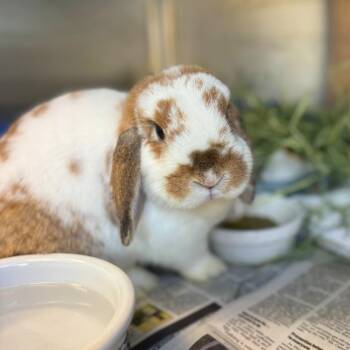 Eleanor -  Holland Lop Rabbit for Adoption in Pittsburgh, Pennsylvania - Eleanor | PetCurious