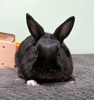 Rescue Dwarf Rabbits for Adoption in Great Neck Plaza, New York - Hickory | PetCurious
