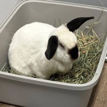 Californian Rabbits Available for Adoption - Benny | PetCurious