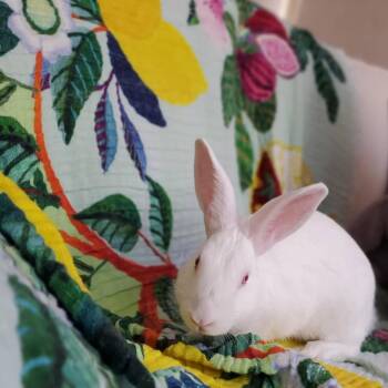 Rescue Bunny Rabbit Rabbits for Adoption - Hiccup | PetCurious