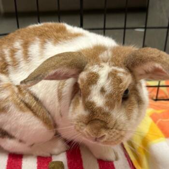 Genevieve -  Bunny Rabbit Rabbit for Adoption in Concord, New Hampshire - Genevieve | PetCurious