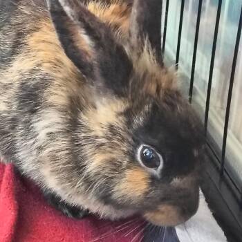 Lionhead Rabbits Available for Adoption in Warwick, Rhode Island - Tigger | PetCurious