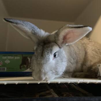 Rescue Bunny Rabbit Rabbits for Adoption in Volcano, Hawaii - Biscoff (COH-A-65558) | PetCurious