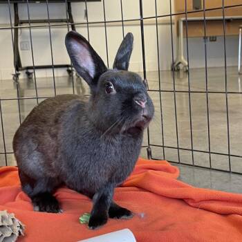 American Rabbits Available for Adoption - Zeytin | PetCurious