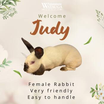Californian Rabbits Available for Adoption in Watauga, Texas - Judy | PetCurious