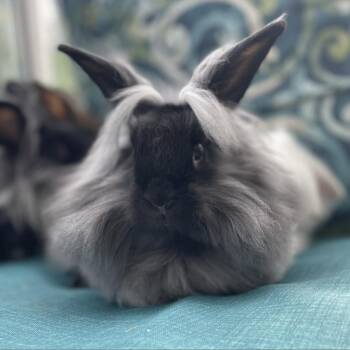 Asiago(Bonded to Cheddar) -  American Rabbit for Adoption in West Des Moines, Iowa - Asiago(Bonded To Cheddar) | PetCurious