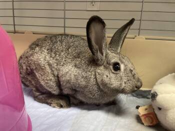 Scribble -  Chinchilla Rabbit for Adoption in Westford, Massachusetts - Scribble | PetCurious