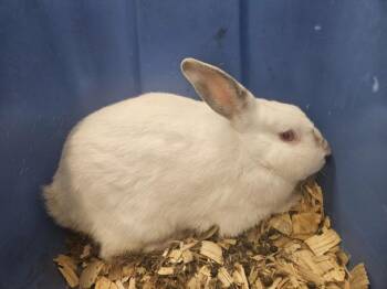 MERINGUE -  Bunny Rabbit and Florida White Rabbit for Adoption in Derwood, Maryland - MERINGUE | PetCurious