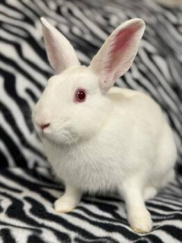 Bellini -  Bunny Rabbit Rabbit for Adoption in Westerville, Ohio - Bellini | PetCurious