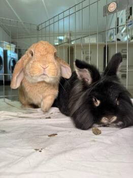 Dutch Rabbits Available for Adoption in Pflugerville, Texas - Svenya / Barack Obunny | PetCurious