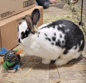 Rescue Bunny Rabbit Rabbits for Adoption in Kalamazoo, Michigan - Napoleon | PetCurious