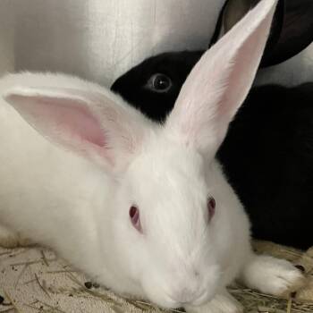 New Zealand Rabbits Available for Adoption in Grand Rapids, Michigan - Winston | PetCurious