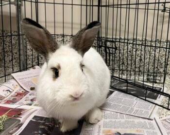 Chobani -  Bunny Rabbit Rabbit for Adoption in Fairfax, Virginia - Chobani | PetCurious