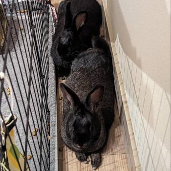 American Rabbits Available for Adoption - Taro | PetCurious