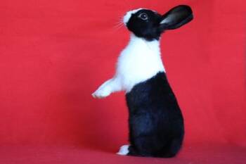 Sami (owner renamed to Oreo) -  Dutch Rabbit for Adoption in Santa Cruz, California - Sami (owner Renamed To Oreo) | PetCurious