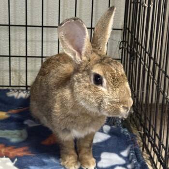 Teacup -  American Sable Rabbit for Adoption in Kennesaw, Georgia - Teacup | PetCurious