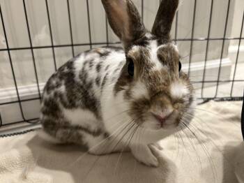 SUMMER -  Bunny Rabbit Rabbit for Adoption - SUMMER | PetCurious
