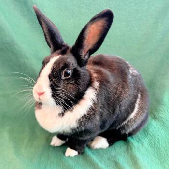 Bunny Rabbit Rabbits Available for Adoption in Burlingame, California - Clover | PetCurious