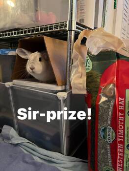 Rescue Bunny Rabbit Rabbits for Adoption in Paradis, Louisiana - Gubby | PetCurious