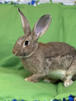 Rescue Flemish Giant Rabbits for Adoption in Westerville, Ohio - Phoenix | PetCurious