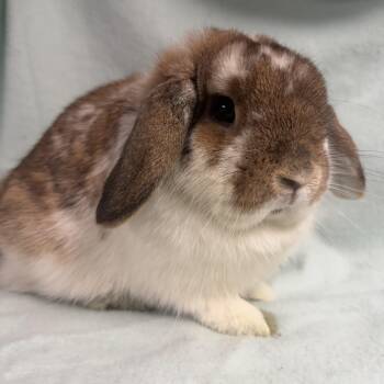 Holland Lop Rabbits Available for Adoption - Bean: Video!! | PetCurious