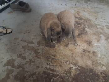 Rescue Lop Eared Rabbits for Adoption in Gig Harbor, Washington - Bella & Cashew | PetCurious