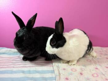 New Zealand Rabbits Available for Adoption in Saint Charles, Missouri - Little Miss And Little Misses  | PetCurious
