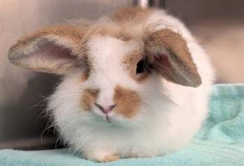A552218 -  Bunny Rabbit Rabbit for Adoption in Moreno Valley, California - A552218 | PetCurious