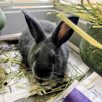 Malibu -  Californian and Silver Fox Rabbit for Adoption in Lyndhurst, Virginia - Malibu | PetCurious
