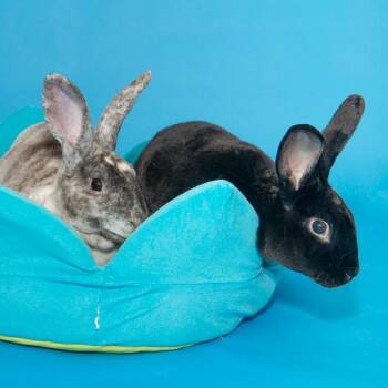 Rescue Bunny Rabbit Rabbits for Adoption - Chickadee & Lark | PetCurious