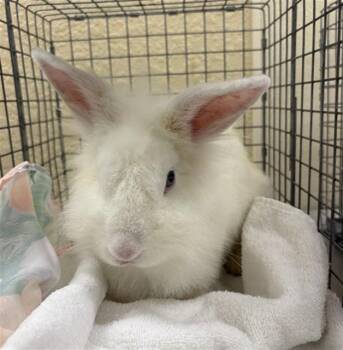A1116356 -  Bunny Rabbit Rabbit for Adoption in Fort Myers, Florida - A1116356 | PetCurious