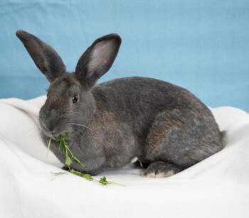Esmerelda -  American Rabbit for Adoption in Chicago, Illinois - Esmerelda | PetCurious