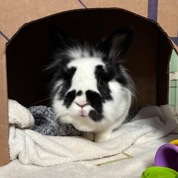 Speckles -  Lionhead and Bunny Rabbit Rabbit Available for Adoption in Providence, Rhode Island - Speckles | PetCurious