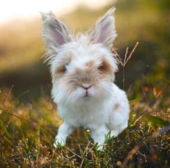 Rescue Lionhead Rabbits for Adoption in Oxford, Georgia - Reeses | PetCurious