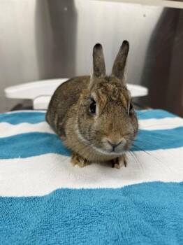 ALINA -  Bunny Rabbit Rabbit for Adoption in Fairbanks, Alaska - ALINA | PetCurious