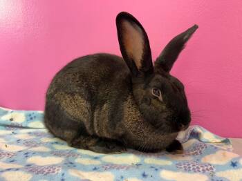 Rescue New Zealand Rabbits for Adoption in Saint Charles, Missouri - Tostada | PetCurious