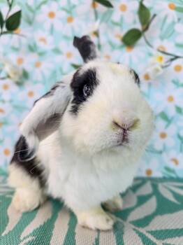 Lop Eared Rabbits Available for Adoption in Long Beach, California - Bowie | PetCurious