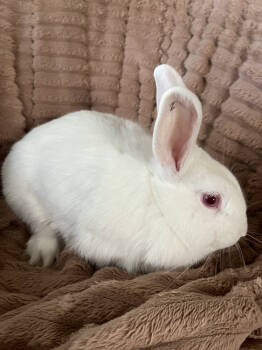 Rescue New Zealand Rabbits for Adoption in Naples, Florida - Twinkle | PetCurious