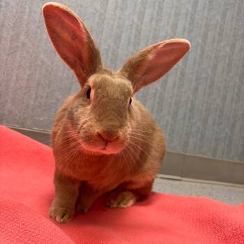 Palomino Rabbits Available for Adoption in Lenexa, Kansas - Walter | PetCurious